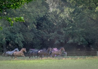 Pferdeaufzucht Ratingen Weidehaltung