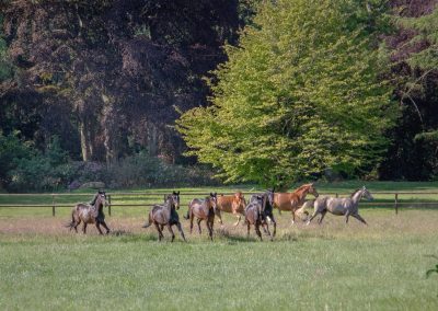 Pferdeaufzucht Schumacher Herde
